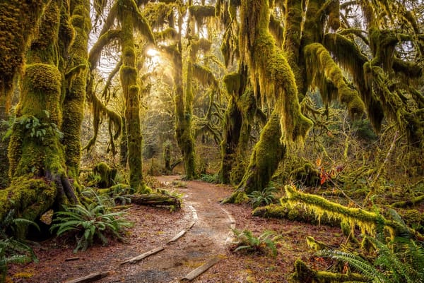 Small Group Getaway To The Olympic Peninsula